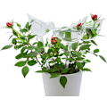 Miniatyrbillede 3 af 5: Sæt med 6 glasvandingskugler med fugleformede automatiske vandingsspidser til indendørs og udendørs planter, fremstillet af PVC, ingen lækage