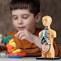 Miniatyrbild 5 av 5: 3D Avtagbar Anatomisk Människokropp Modell kompatibel med Utbildningsleksak Människokroppens Struktur Undervisning kompatibel med