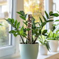 Miniatyrbild 8 av 8: Växtplast Moss Pole Moss Stöder Klättring Växt Poler Sköldpadda Rygg Moss Rod för Växtstolpar och Torv