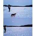 Miniatyrbilde 5 av 5: Håndfri Hundetreningsline Nylonreim 10m Lang med Håndtak for Små til Store Hunder Svart