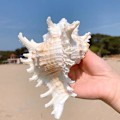 Miniatyrbillede 1 af 5: Store Naturlige Havskaller Jumbo Ocean Conch 7-8 Tommer Ideel til Bryllupsdekoration Strandfest Hjemmedekorationer DIY Håndværk
