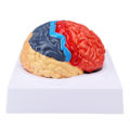 Miniatyrbild 5 av 8: Anatomisk modell för mänsklig hjärna Cerebral artär färg partitionerad vänster höger hjärna monterad modell för inlärning