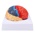 Miniatyrbilde 5 av 8: Anatomisk menneskelig hjernemodell Cerebral arteriefarge oppdelt venstre høyre hjernemontert modell for læring