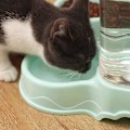 Miniatyrbillede 5 af 5: Automatisk Foderautomat til Kæledyr 3,8L Stor Kapacitet Mad- og Vanddispenser til Hunde og Katte Hjørne Foderdispenser med Vandskål grå-Vandautomat