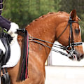 Pikkukuva 3 / 4: Whip Ride, Ratsastushevosen levitysvitsa, Vitsa, Ratsastusbullavitsa Vaatetustarvikkeet, PU-nahkakahvalla varustettu harjoitustyökalu sirkusvaljaisiin