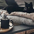Miniatyrbillede 5 af 5: Silikone Tekande, 2 stk. Kat Te-si (Grå)