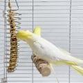 Miniatyrbillede 4 af 5: Papegøje Fuglefoder Kurv Rustfrit Stål Papegøje Hængende Frugt Dispenser Grøntsagsholder Hirse, Fuglebur Fodringstilbehør til Undulater Araer 2