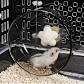 Miniatyrbild 4 av 5: 5.1 Tum Tyst Hamsterhjul, Hamsterleksaker för Hamsterbur, Supertyst Spinner Träningshjul