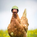 Miniatyrbilde 4 av 6: Hjelm for kjæledyrkylling, liten dyrehardhatt, sikkerhetshjelm, beskytter