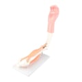 Miniatyrbillede 8 af 8: Arm Moving Model Anatomisk Albue Joint Motion Model Primary School Undervisningstilbehør