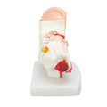 Miniatyrbillede 6 af 8: Menneskelige øre Anatomisk model Klar struktur Simulering indre øre model til uddannelse Display