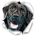Pikkukuva 1 / 5: 3D Koiratarrat - 2 kpl - Söpöt mustan labradorinnoutajan tarrat seinään, jääkaappiin, vessaan ja muualle - Vähittäismyyntipakkaus Musta labradorinnoutaja tarrat 3D Koiratar