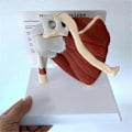Pikkukuva 3 / 5: Lihaksikas olkapäämalli, ihmisen anatomian oikean olkapään nivelmalli, lääkärin vastaanoton ja luokkahuoneen anatomiamalli