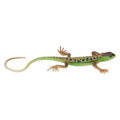 Miniatyrbild 8 av 8: Ödlor Figur Leksak Simulering Säker Målning Barn Present Reptil Modell Dekoration för Sovrum Studie Samling PL127 1511
