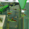Miniatyrbillede 3 af 4: 4 stk. Grøn Plastik Live Red Worm Cone Feeder til Akvariefisk