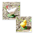Miniatyrbillede 3 af 5: 4 stk. Kylling Livscyklus Model, Realistisk Dyreliv Vækstcyklus Biologisk Model Børneuddannelsesfigur