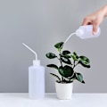 Miniatyrbild 1 av 5: Inomhus Växt Vattenkanna Lång Pip - Trädgård Vattenkanna Växt Vattenflaska - för Krukväxter, Hem, Trädgård, Blommor, Inomhusväxter, Vattning