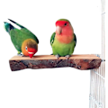 Miniatyrbild 4 av 5: Naturlig Apple Wood Perch Platform för Parakiter, Nymfkakaduor, Conures - 7-8cm Bredd, 15cm Längd