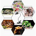 Miniatyrbillede 3 af 5: Reptil Lampe Opvarmet Skildpadde Lampe med 360° Rotation Lang Base til Reptiler og Padder