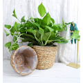 Miniatyrbild 4 av 4: Sjögräs korg set - Handvävda korgar för förvaring av växter och blommor (2 st)