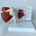 Pikkukuva 5 / 5: Lihaksikas olkapäämalli, ihmisen anatomian oikean olkapään nivelmalli, lääkärin vastaanoton ja luokkahuoneen anatomiamalli