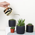 Miniatyrbillede 4 af 8: 500 ml rustfrit stålvandkande med lang tud, vandkande til udendørs og indendørs stueplanter, guld