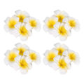 Miniatyrbillede 3 af 5: 100 stk. hvide Hawaiian Frangipani kunstige Plumeria blomster i skum