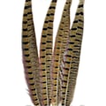 Miniatyrbillede 2 af 2: Touch of Nature Ringneck Fasan Fjer 4/Stk, Naturlig