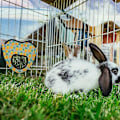 Miniatyrbillede 4 af 4: 1 stk. Kanin Hø Feeder Pose Marsvin Hø Pose Kanin Foder Pose Lille Dyr Hængende Feeder Sæk Opbevaring Jordbær