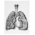 Pikkukuva 1 / 8: Anatomian kangas retro koristeellinen seinäelin taidemaalaus sairaalaan makuuhuoneeseen luokkahuoneeseen tyyppi A