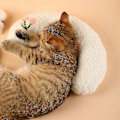 Miniatyrbild 4 av 5: Fluffig Katt Lugnande Kudde - Söta U-formade Designkuddar För Husdjurssömn (vit/blå/gul) Zekai gul