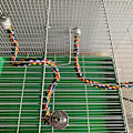 Miniatyrbild 4 av 5: Fågelrep-pinnar Bungee-leksaker för papegojor 15,7 och 31,5 tum Set med 2