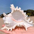 Miniatyrbillede 2 af 5: Store Naturlige Havskaller Jumbo Ocean Conch 7-8 Tommer Ideel til Bryllupsdekoration Strandfest Hjemmedekorationer DIY Håndværk