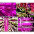 Miniatyrbillede 2 af 5: LED plantelyssystem lys, intelligent vandtæt grøntsagslys 2 meter LED