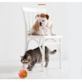 Miniatyrbild 2 av 2: Orange Interaktiv Kattleksak - Hinderavkännande Leksak för Kattungar med USB-uppladdningsbar LED-timerfunktion - Mycket lämplig för din katt och valp
