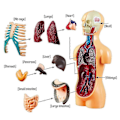 Miniatyrbild 2 av 5: 3D Avtagbar Anatomisk Människokropp Modell kompatibel med Utbildningsleksak Människokroppens Struktur Undervisning kompatibel med
