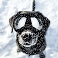 Miniatyrbillede 2 af 4: Solbriller til kæledyrshunde, UV-bestandige og vindafvisende kæledyrsbriller til mellemstore til store hunde - Sort