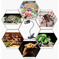 Miniatyrbillede 4 af 5: Reptil Lampe Opvarmet Skildpaddelampe med 360 Graders Rotation Lang Base til Reptiler og Padder