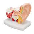 Miniatyrbillede 8 af 8: Menneskelige øre Anatomisk model Klar struktur Simulering indre øre model til uddannelse Display