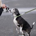 Miniatyrbilde 4 av 5: Håndfri Hundetreningsline med Håndtak 10m Lang Slitesterk Nylonrem for Små til Store Hunder Ideell for Gåtur og Jogging Grønn
