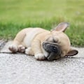 Miniatyrbillede 3 af 3: Sovende Fransk Bulldog Hvalpe Statue Resin Plæneskulptur Super Sød Have Gård Indretning Zekai B