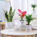 Miniatyrbild 4 av 4: 3x Självbevattnande Blomkruka Automatisk Vattenabsorption Suckulent 11*11*10CM