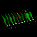 Miniatyrbild 1 av 8: Luminous Wood Shrimp Squid Hook Lures Shrimp Bait with Squid Jigs Hooks Cuttlefish Sleeve Jig Hooks Hard Artificial Lures