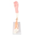 Miniatyrbillede 3 af 8: Arm Moving Model Anatomisk Albue Joint Motion Model Primary School Undervisningstilbehør