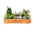 Miniatyrbild 2 av 8: Multifunktionell blomkruka i trä för suckulenter, förvaringslåda, arrangör för krukväxter, mörk träfärg