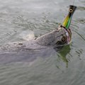 Miniatyrbilde 5 av 8: 13cm kunstig 3D øye fiske agn sjø ferskvann fiske lokke med krok (hvit og grønn)
