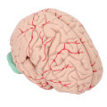 Miniatyrbillede 3 af 8: Human Brain Model Professionelle Læger, der underviser i hjerneanatomi-model til Hospital School Display