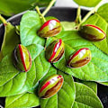 Miniatyrbillede 3 af 4: Polykarbonat chokoladeform/bageform med lotusforme