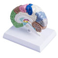 Miniatyrbillede 5 af 5: Anatomisk model af en halv menneskelig hjerne i naturlig størrelse, hjernemodel