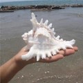 Miniatyrbillede 4 af 5: Store Naturlige Havskaller Jumbo Ocean Conch 7-8 Tommer Ideel til Bryllupsdekoration Strandfest Hjemmedekorationer DIY Håndværk